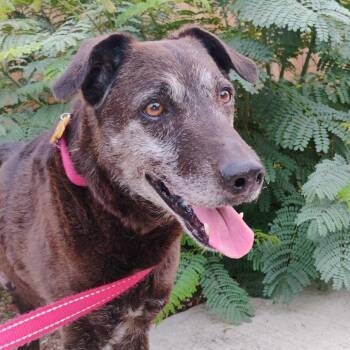 Rescue Black Labrador Retriever and Shepherd Dogs for Adoption in Austin, Texas - Blackey VI | PetCurious