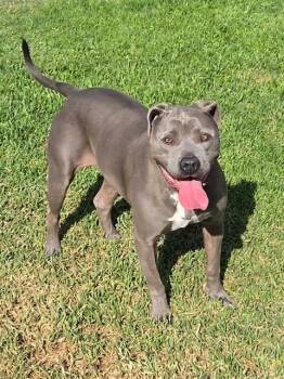 CAPRI SUN -  Pit Bull Terrier Dog for Adoption in Riverside, California - CAPRI SUN | PetCurious