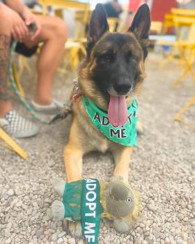 Rescue German Shepherd Dog Dogs for Adoption in Los Angeles, California - Arthur | PetCurious