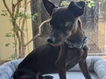 Squiggy (Bonded W/Lenny) -  Chihuahua and Dachshund Dog for Adoption in Fort Worth, Texas - Squiggy (Bonded W/Lenny) | PetCurious