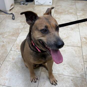 Lil Girl -  Mixed Breed Dog for Adoption in Galveston, Texas - Lil Girl | PetCurious