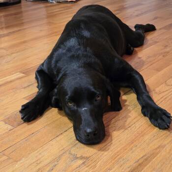 Black Labrador Retriever Dogs Available for Adoption in Oswego, Illinois - Sage | PetCurious