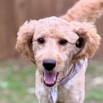 Poodle and Golden Retriever Dogs Available for Adoption in Austin, Texas - Preston LLD | PetCurious