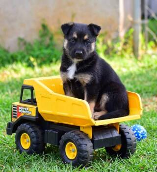 Winchester -  Mixed Breed Dog for Adoption in Mayer, Arizona - Winchester | PetCurious