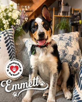 Emmett -  Cattle Dog and Border Collie Dog for Adoption in Joliet, Illinois - Emmett | PetCurious