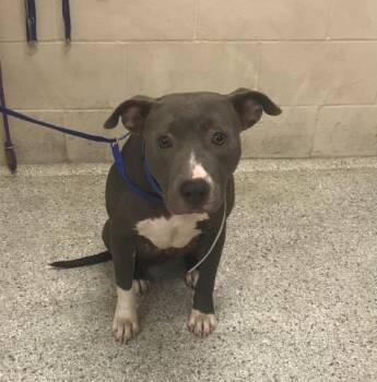 A432443 -  Pit Bull Terrier Dog for Adoption in Conroe, Texas - A432443 | PetCurious