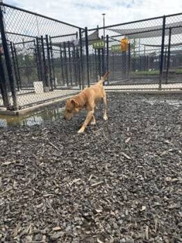 Chase -  Mixed Breed Dog for Adoption in Atlanta, Georgia - Chase | PetCurious