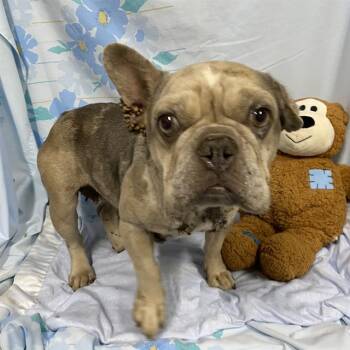 MARBLES -  French Bulldog Dog for Adoption in Modesto, California - MARBLES | PetCurious