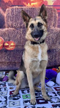 Rescue German Shepherd Dog Dogs for Adoption in Dana Point, California - Elle | PetCurious