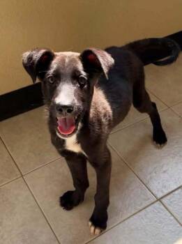 Logan -  Labrador Retriever and Border Collie Dog for Adoption in Fort Lupton, Colorado - Logan | PetCurious