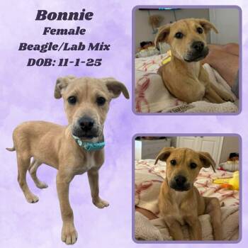 Beagle and Labrador Retriever Dogs Available for Adoption - Bonnie | PetCurious