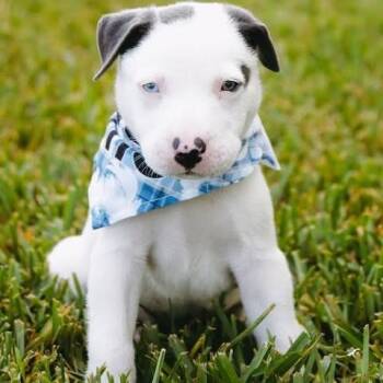 Miller *Arriving 9/26* D12468 -  American Staffordshire Terrier and Beagle Dog for Adoption - Miller *Arriving 9/26* D12468 | PetCurious