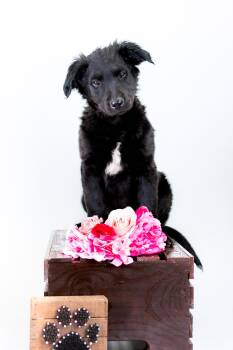 Labrador Retriever Dogs Available for Adoption in Brighton, Colorado - 350-26 | PetCurious