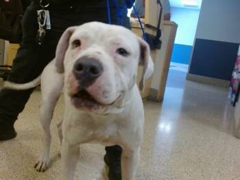 American Bulldog and Mixed Breed Dogs Available for Adoption in Doral, Florida - OPIE | PetCurious