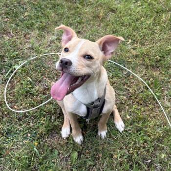 Penelope -  Terrier and Mixed Breed Dog for Adoption - Penelope | PetCurious