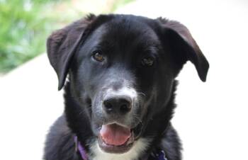 Great Pyrenees and Border Collie Dogs Available for Adoption in Algood, Tennessee - Hugo | PetCurious