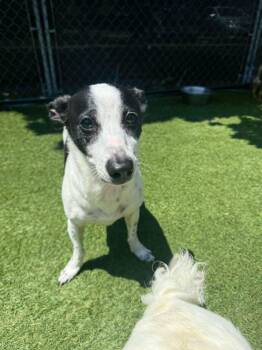 China and Suzie - Bonded Senior Sisters -  Miniature Dachshund Dog for Adoption - China And Suzie - Bonded Senior Sisters | PetCurious