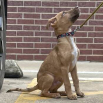 Zander -  Dachshund and Terrier Dog for Adoption in Atlanta, Texas - Zander | PetCurious