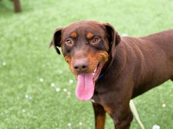 Doberman Pinscher and Mixed Breed Dogs Available for Adoption in Fort Lauderdale, Florida - ARCHER | PetCurious