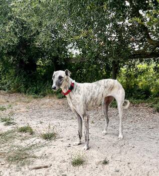 Tilly -  Greyhound Dog for Adoption in Larkfield-wikiup, California - Tilly | PetCurious