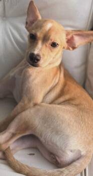 Dottie -  Miniature Pinscher and French Bulldog Dog for Adoption in Rialto, California - Dottie | PetCurious