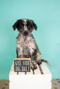 Australian Cattle Dog Blue Heeler Dogs Available for Adoption in Brighton, Colorado - 323-26 | PetCurious