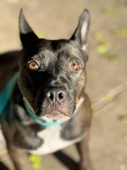 Chicken -  Cattle Dog Dog for Adoption in Burbank, California - Chicken | PetCurious