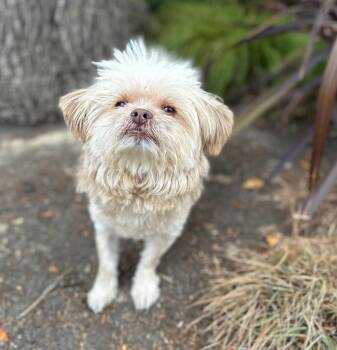 Pumpernickel -  Shih Tzu Dog for Adoption in Palo Alto, California - Pumpernickel | PetCurious