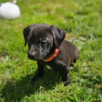 Mixed Breed and Dachshund Dogs Available for Adoption in Springfield, Missouri - Tahiti | PetCurious
