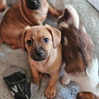 Benny -  Beagle Dog for Adoption in Lafayette, California - Benny | PetCurious