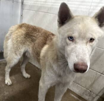 Rescue Siberian Husky Dogs for Adoption in San Bernardino, California - KIRBY | PetCurious