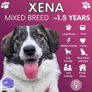 Mixed Breed and Anatolian Shepherd Dogs Available for Adoption in Aurora, Ontario - Xena | PetCurious