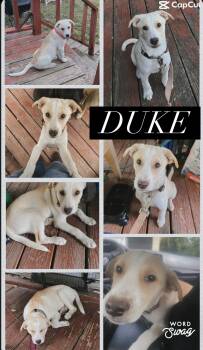 Great Pyrenees and Labrador Retriever Dogs Available for Adoption in New Braunfels, Texas - Duke  | PetCurious