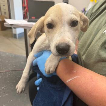 Ranch -  Mixed Breed Dog for Adoption in Columbiana, Alabama - Ranch | PetCurious