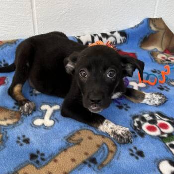 Rescue Mixed Breed Dogs for Adoption in Evensville, Tennessee - Sully(Smokey) | PetCurious