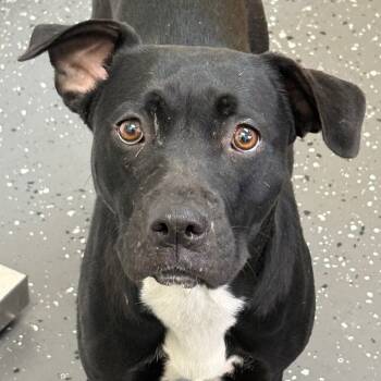 Rescue Mixed Breed Dogs for Adoption in Columbiana, Alabama - Gilly Bean | PetCurious