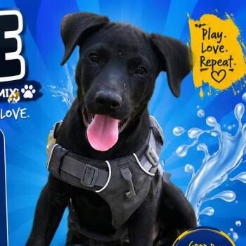 Duke -  Labrador Retriever and Mixed Breed Dog for Adoption in Santa Fe, Texas - Duke | PetCurious