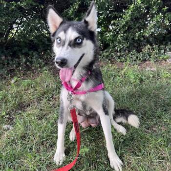 Sky -  Husky and Mixed Breed Dog for Adoption in Falls Church, Virginia - Sky | PetCurious