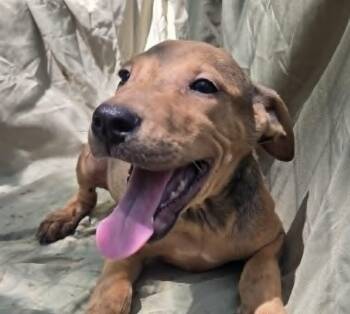 Alex -  Hound Dog for Adoption in Mount Hermon, Louisiana - Alex | PetCurious