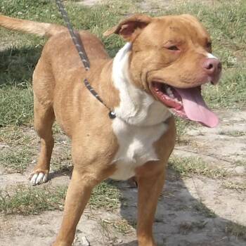 Dodge -  Mixed Breed Dog for Adoption in Gloucester, Virginia - Dodge | PetCurious