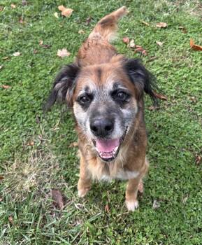 Rescue German Shepherd Dog Dogs for Adoption in Circleville, Ohio - Wilbert | PetCurious