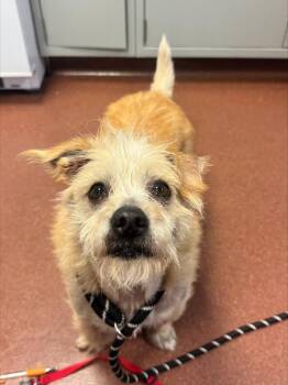 Terrier Dogs Available for Adoption in Oakland, California - Concha | PetCurious