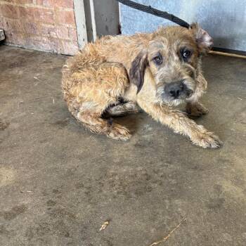 Mazer -  Poodle and Labrador Retriever Dog for Adoption in Birmingham, Alabama - Mazer | PetCurious