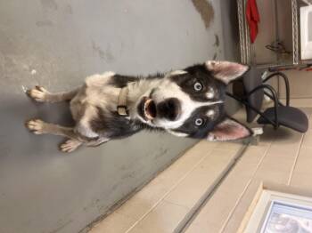 Rescue Husky Dogs for Adoption - Marvin | PetCurious