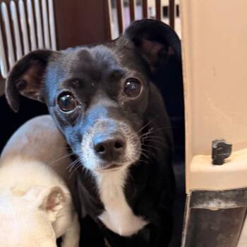 Eggroll -  Chihuahua Dog for Adoption in Philadelphia, Pennsylvania - Eggroll | PetCurious