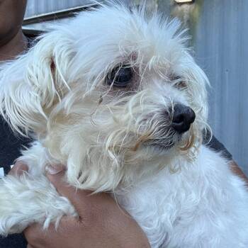 Rescue Maltese Dogs for Adoption in Hinesville, Georgia - Meech | PetCurious