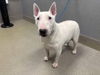 Bull Terrier Dogs Available for Adoption in Las Vegas, Nevada - DANIEL | PetCurious