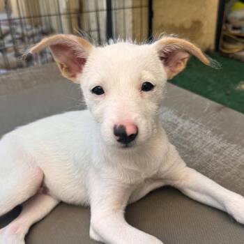 Peach -  Terrier Dog for Adoption in Escondido, California - Peach | PetCurious
