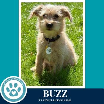 Terrier Dogs Available for Adoption in Kimberton, Pennsylvania - Buzz (Busy Bees) 041126 | PetCurious