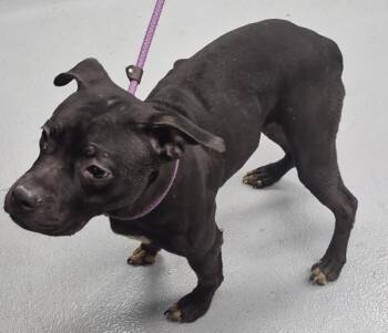 Pit Bull Terrier Dogs Available for Adoption - Ic -03c Molly | PetCurious